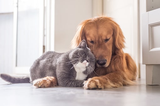 photo of cat and dog