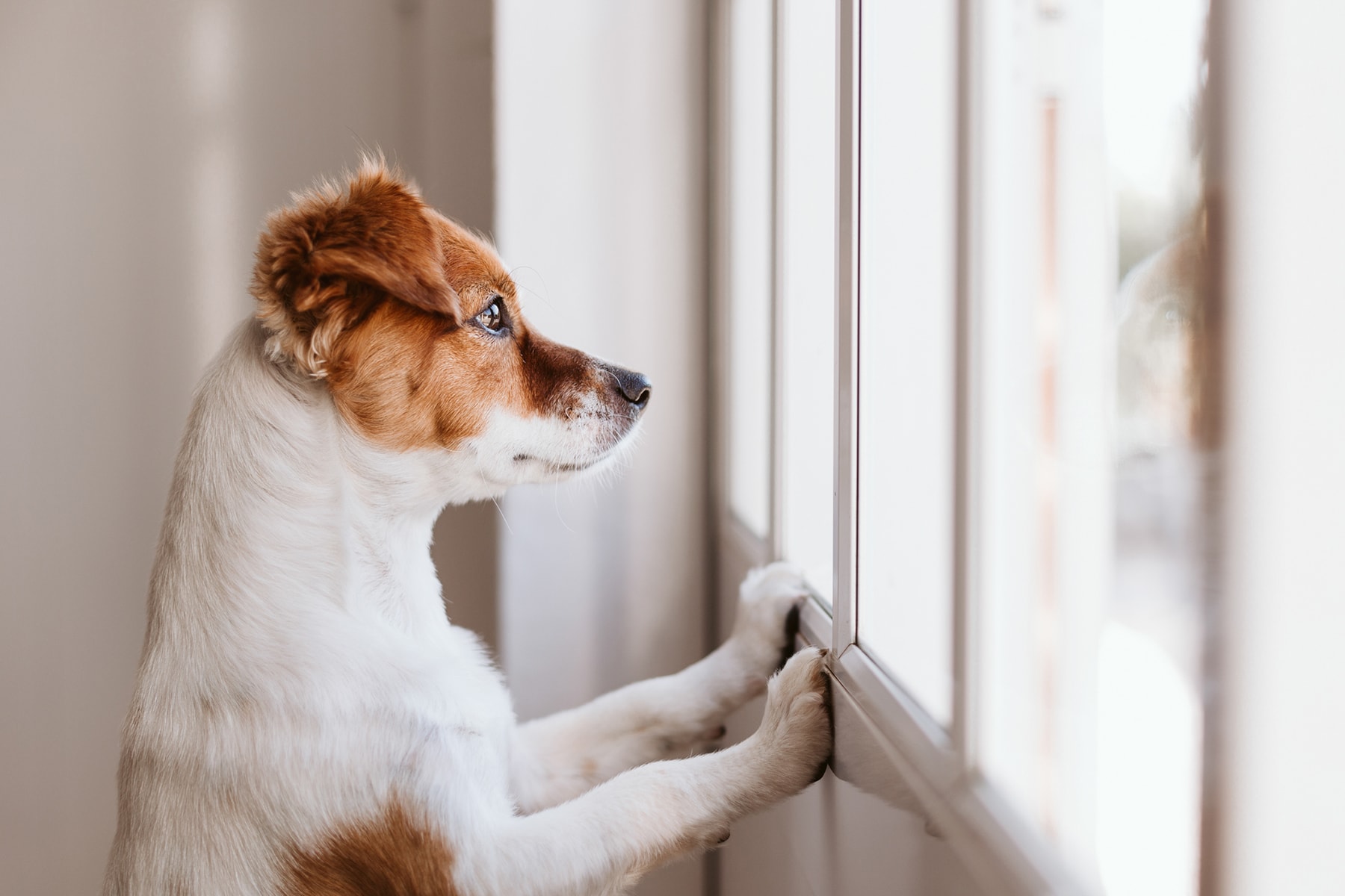 can you quarantine your dog at home